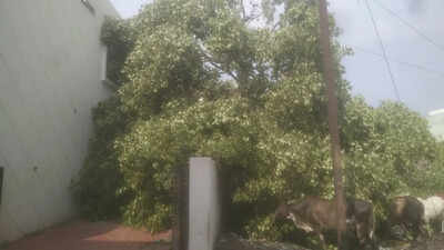 Storm, hail uproot trees & disrupt power supply in Sanawad