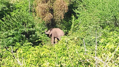 Human activities claimed 1,653 elephant lives in India since 2009: Study