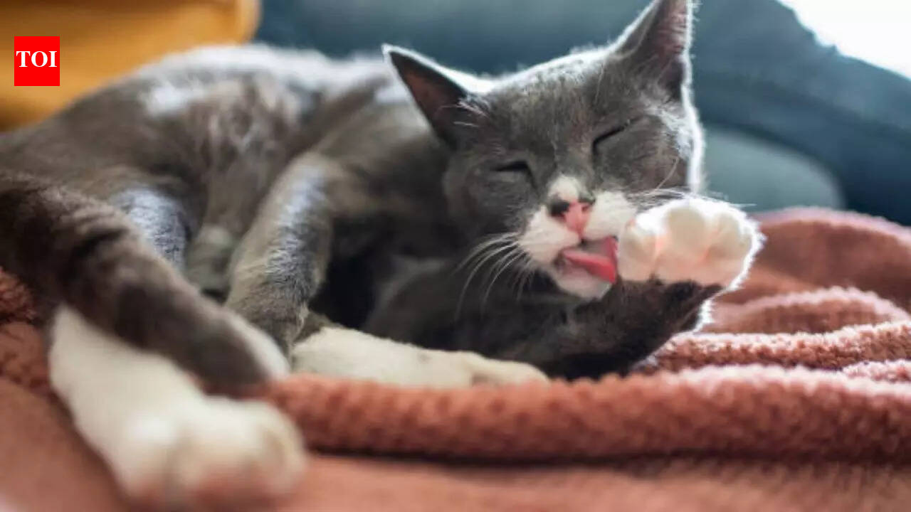 This is why your pets need regular grooming: 5 simple hacks to clean the little paws