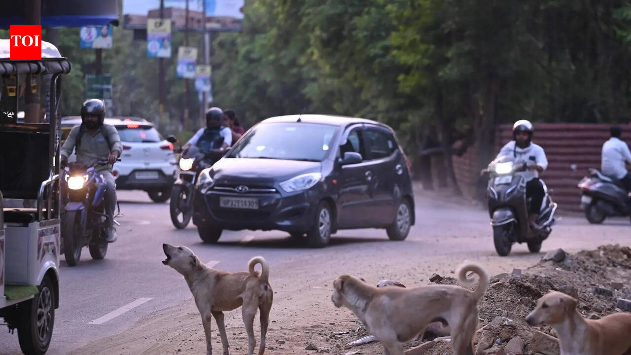 Former mayor injured in stray dog attack