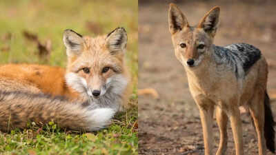 How to identify a Fox vs Jackal: Tracks, calls, and movement style