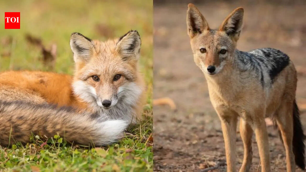 How to identify a Fox vs Jackal: Tracks, calls, and movement style