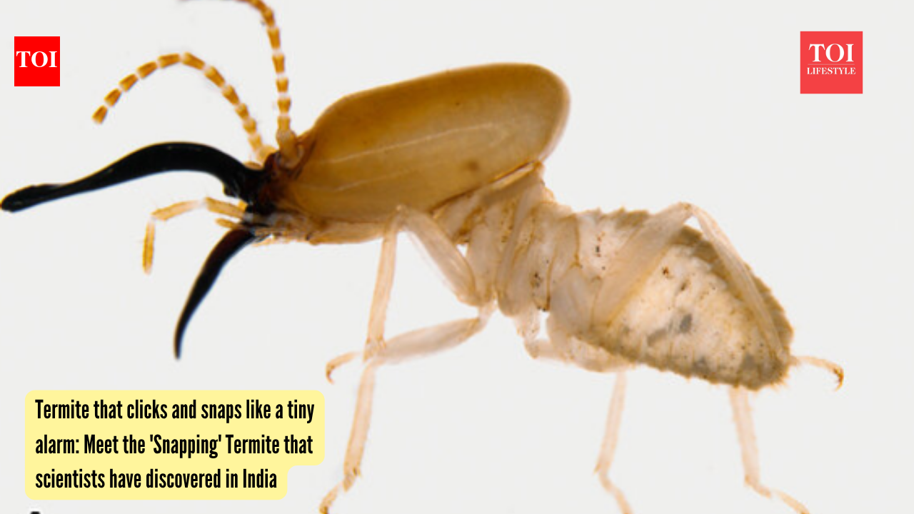 Termite that clicks and snaps like a tiny alarm: Meet the 'Snapping' Termite that scientists have discovered in India