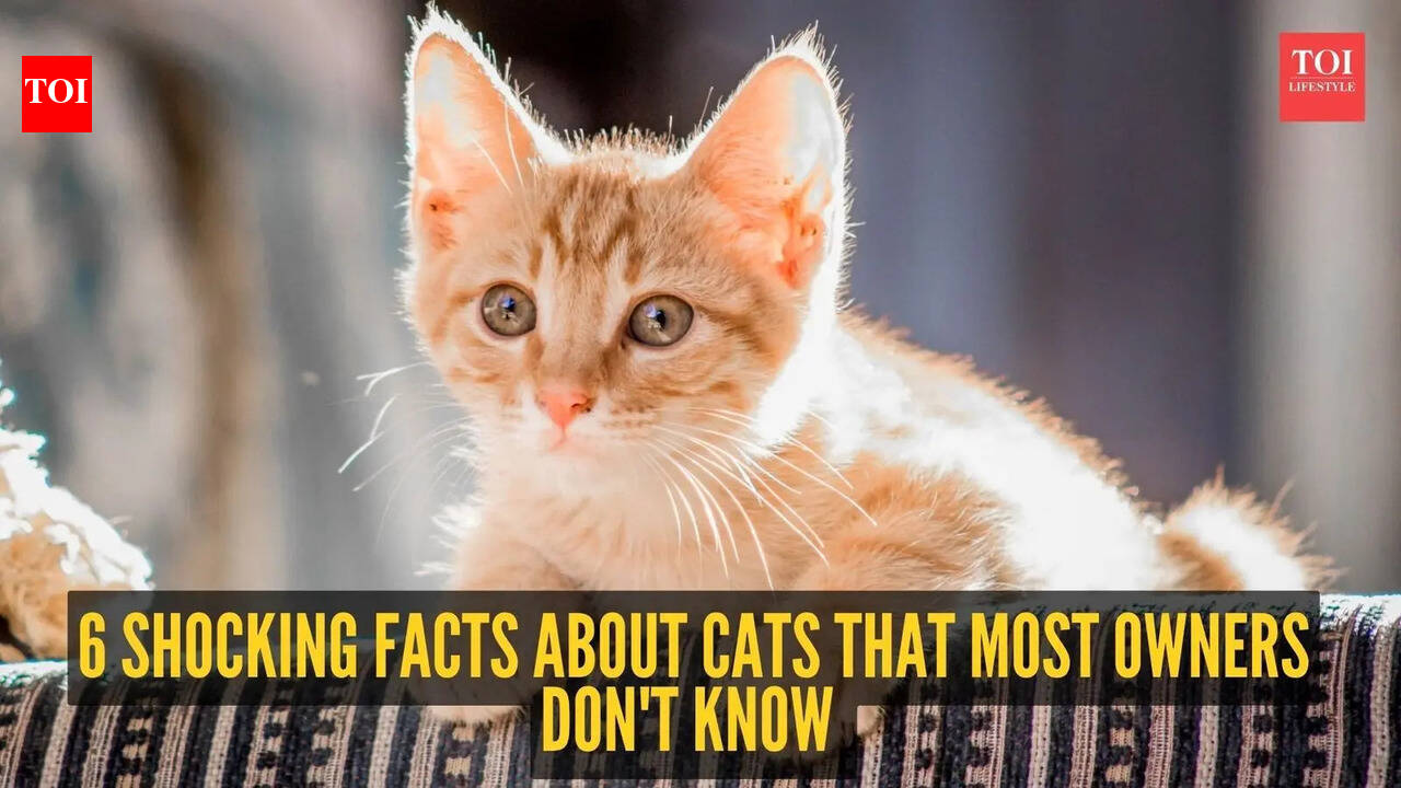 6 shocking facts about cats that most owners don't know