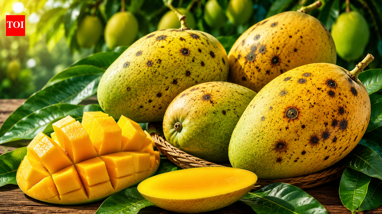Mango Mayday: Dark spots on produce threaten Himsagar export shipments