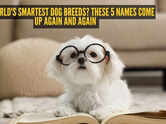 The world's smartest dog breeds? These 5 names come up again and again