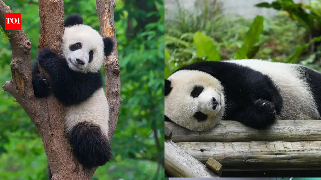 6 Adorable habits of Pandas that are just like humans