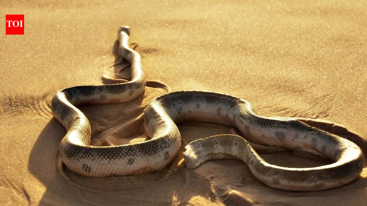 World’s 7 deadliest desert Snakes you pray never cross paths with!