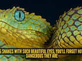 5 snakes with such beautiful eyes, you'll forget how dangerous they are