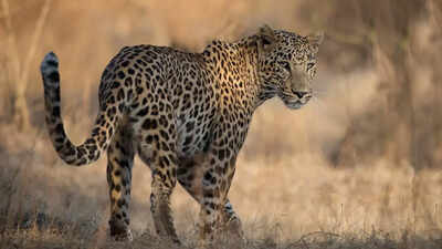 UP elderly woman injured in leopard attack