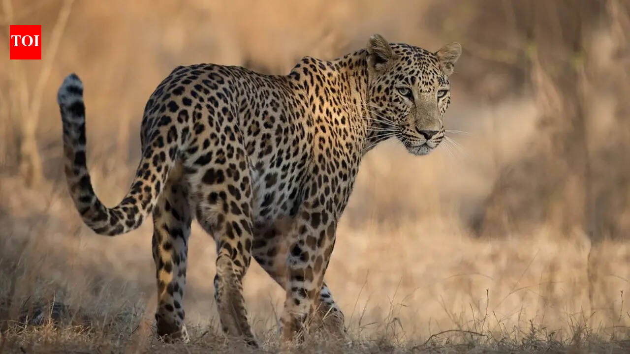 UP elderly woman injured in leopard attack