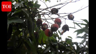 Bihar's famed Shahi litchi faces 70% crop loss due to climate change; Farmers struggle amid pest infestations and erratic weather