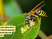 A plant that calls for defense when it's being eaten? Study finds common bean plant secretly calls wasps to kill caterpillars on it