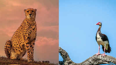 Animals that are surprisingly faster than a cheetah
