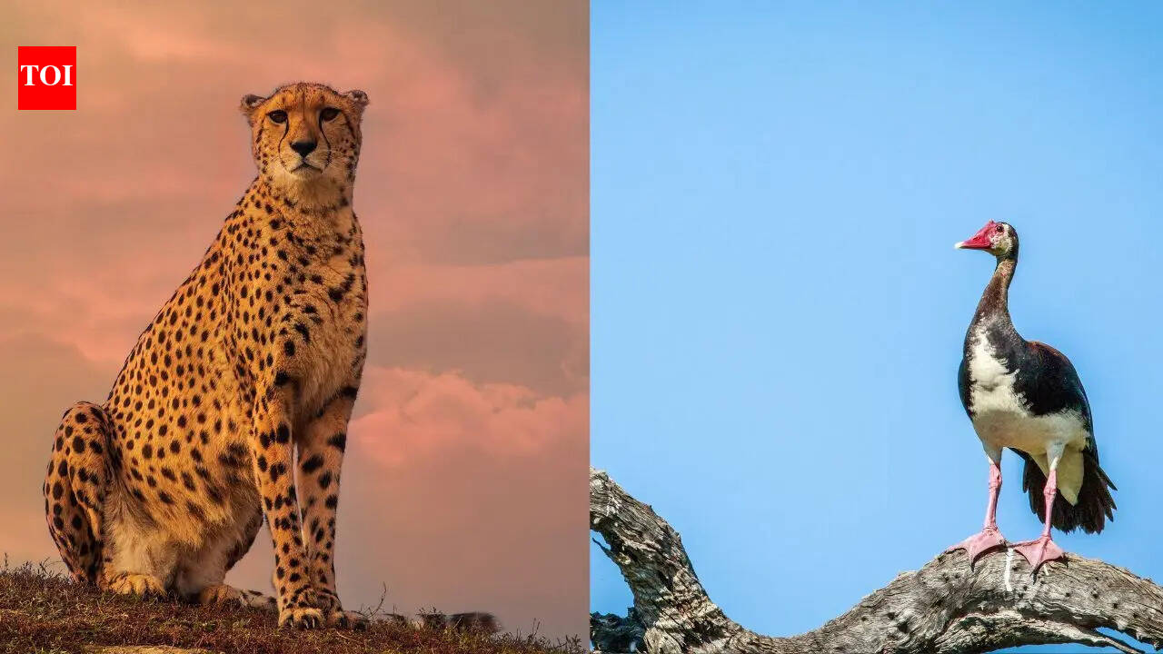 Animals that are surprisingly faster than a cheetah
