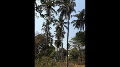 OUAT seeks Rs 15L compensation to clear coconut trees from airport flight path
