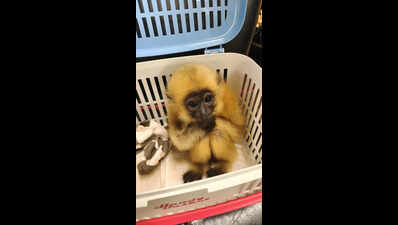 Exotic wild animals smuggled from Bangkok to Mumbai, 1 Indian arrested