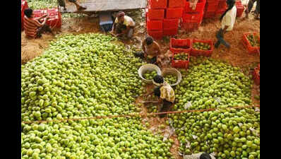Nuzvid’s mango belt shrinks amid shifting trends