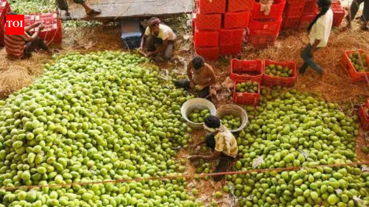 Nuzvid’s mango belt shrinks amid shifting trends