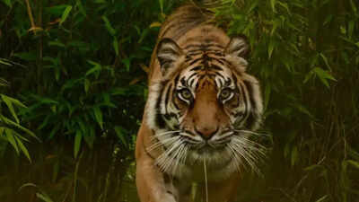 Tiger attacks couple near UP's Katarniaghat; woman injured