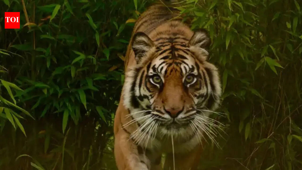 Tiger attacks couple near UP's Katarniaghat; woman injured