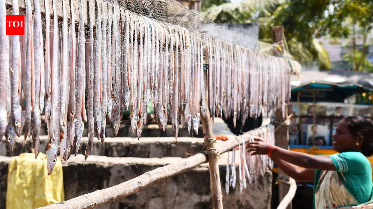 FIFO urges UN to recognise fisheries as a separate sector