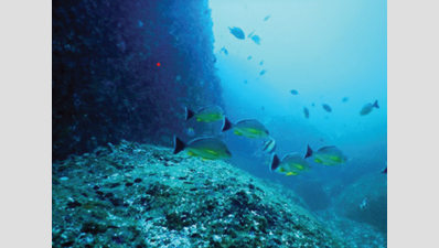 Friends of Marine Life documents varieties of sea crabs and marine worms