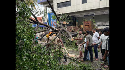Massive tree, collapsed wall crush bus shelter in Bengaluru