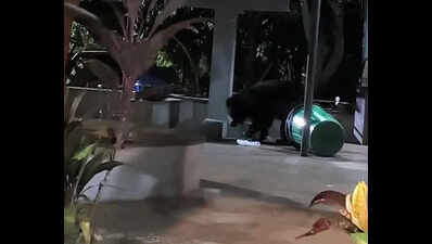 Wild bear spotted on Tirumala ghat road, sparks panic