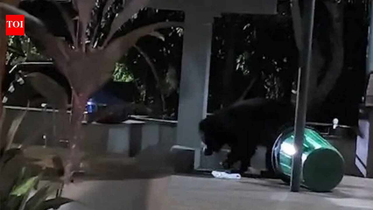 Wild bear spotted on Tirumala ghat road, sparks panic