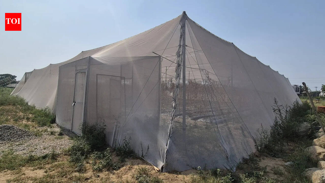 Flat insect-nets may soon replace polyhouses in Punjab.