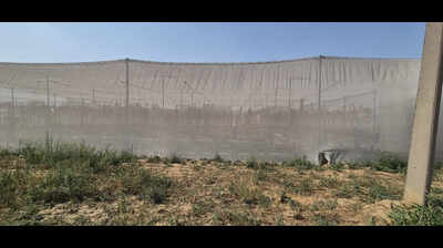 Flat insect-nets may soon replace polyhouses in Punjab.