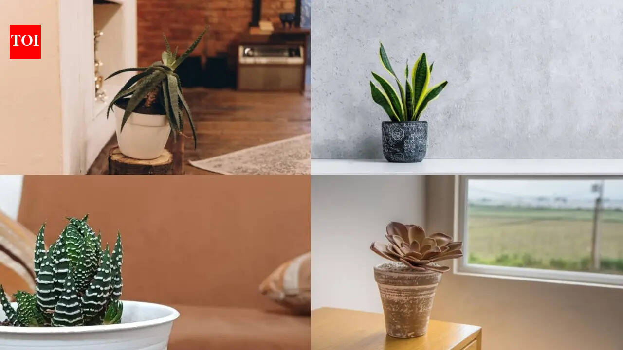 5 succulents that can make even the smallest rental apartment look stylish