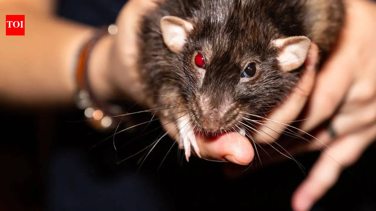 10 most rat-infested cities in the US: Los Angeles continues to top the US rodent list, followed by Chicago and New York