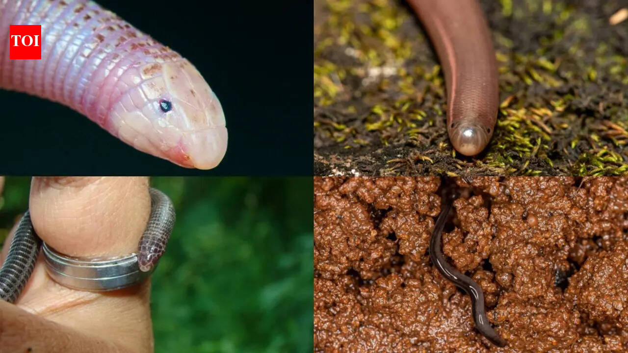Brahminy blind snake: Meet the world’s “flowerpot snake” that secretly ...