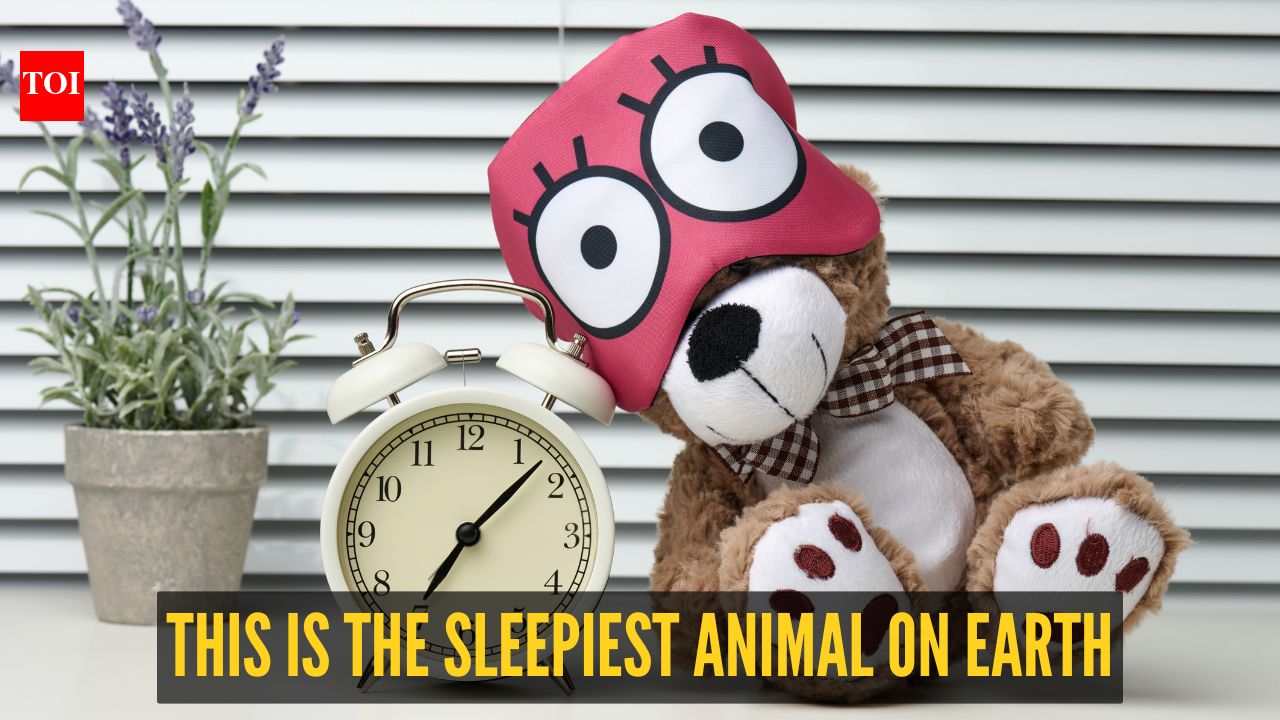 Fact of the day: This is the sleepiest animal on Earth
