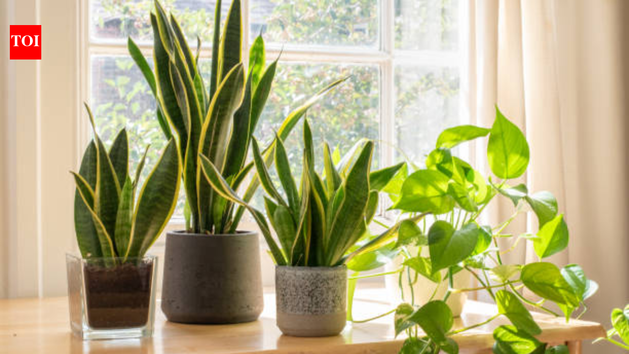 Gardening tips for dusty Indian cities: Indoor plants that survive dust, heat, and pollution better than others