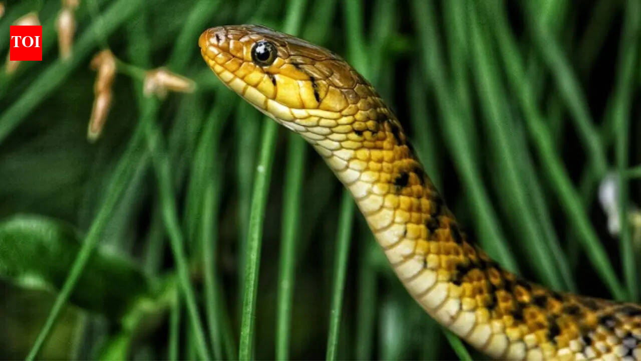 Snakes of Kerala: Common species people encounter, how to identify them and safety tips
