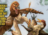 Fossil reveals feathered gliding dinosaur that may have hunted birds 120 million years ago