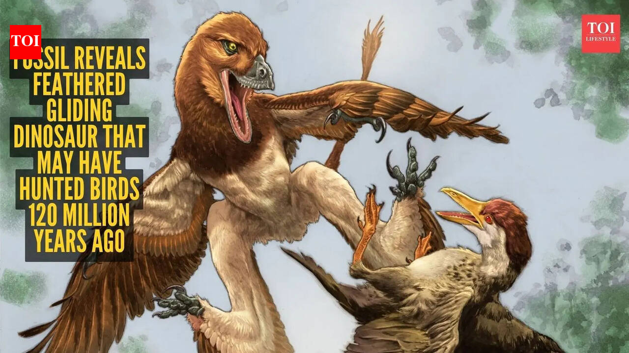 Fossil reveals feathered gliding dinosaur that may have hunted birds 120 million years ago