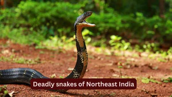 10 deadly snakes found in the forests of Northeast India: What travellers should know before planning a trip