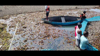 BAU turns invasive pond weed into organic manure, revives campus ponds