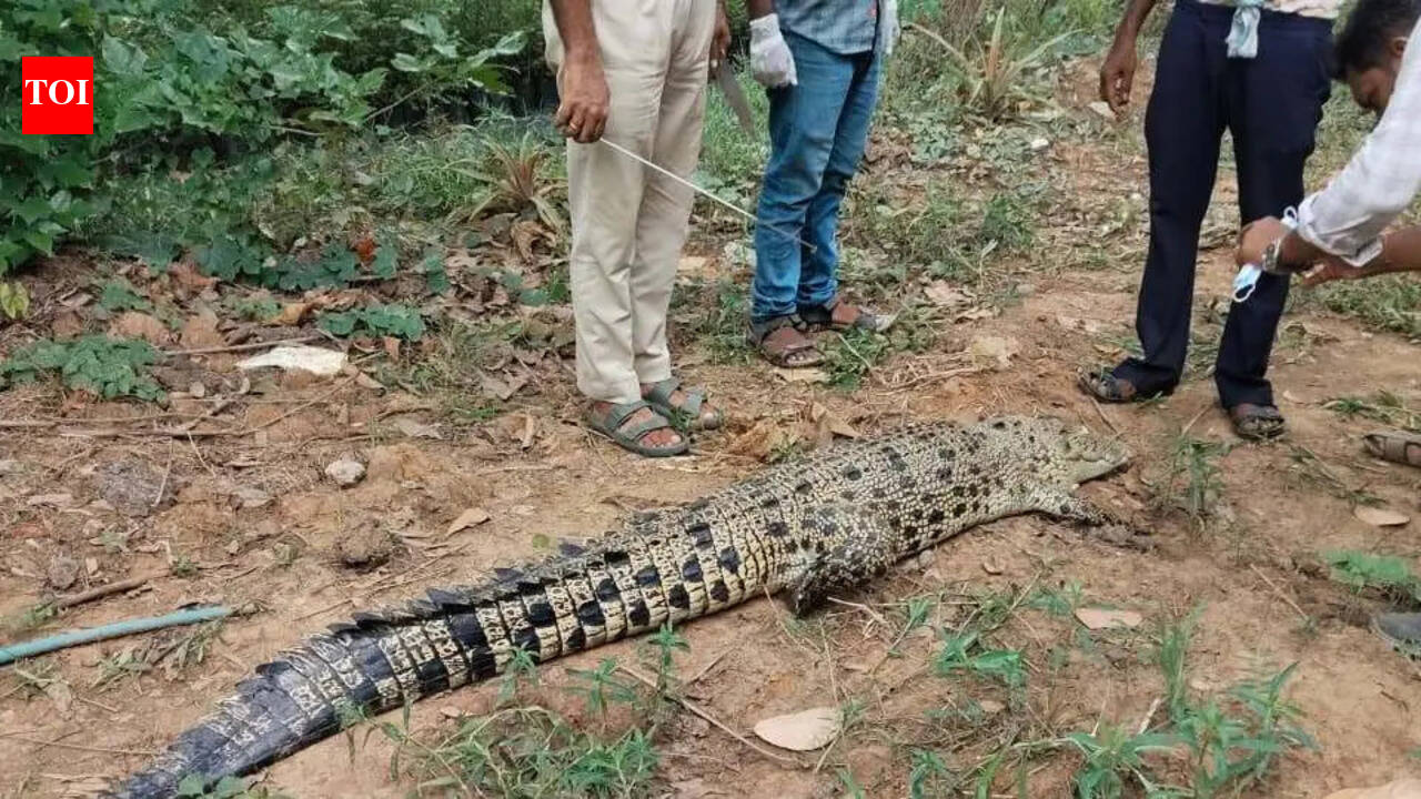Carcass of saltwater crocodile found in Bhitarkanika