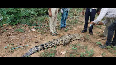 Carcass of saltwater crocodile found in Bhitarkanika