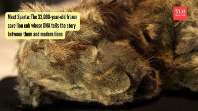Meet Sparta: The 32,000-year-old frozen cave lion cub whose DNA tells the story between them and modern lions