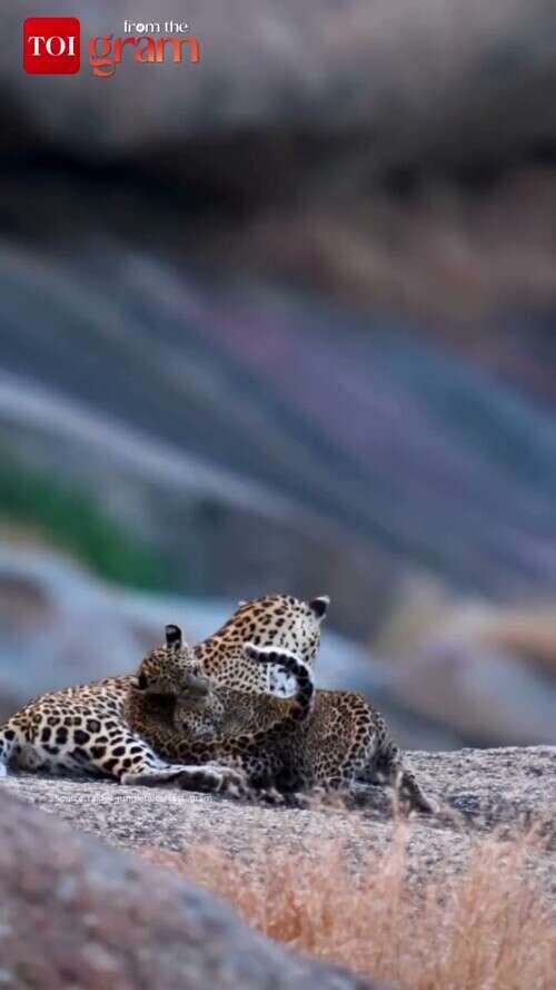 Mother Leopard Seen Playing With Cubs in Jawai, Rajasthan