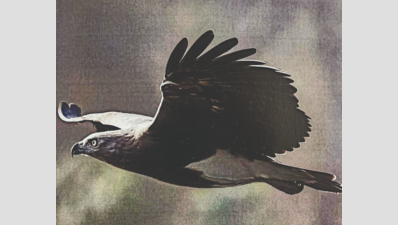Tamil Nadu Raptor Census: 68 Species Documented for Conservation