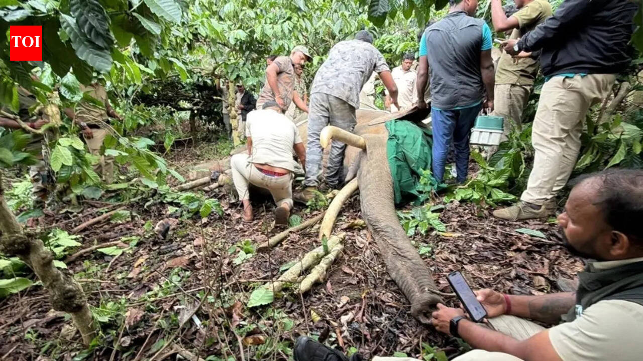 Foresters continue to look for killer elephant in Kodagu