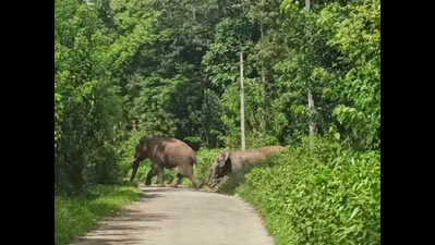 Foresters continue to look for killer elephant in Kodagu