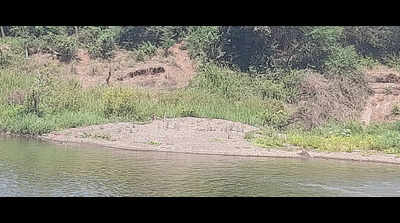 Dry riverbeds in Krishna and Bhima basins become easy targets for sand mafia; night mining keeps  Sangli and Solapur officials on toes
